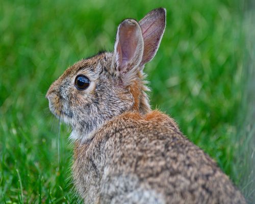 Free Close-up of a serene Eastern Cottontail Rabbit quietly resting on lush green grass. Stock Photo