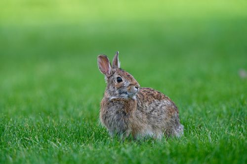 Free A wild rabbit sitting on a lush green lawn in Canonsburg, Pennsylvania. Stock Photo