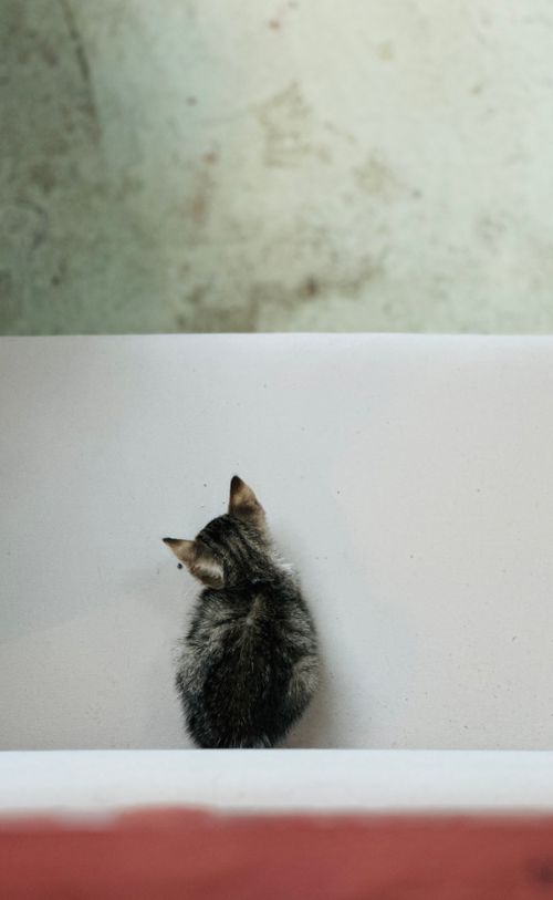 Free A small tabby kitten sits quietly in an indoor setting. Perfect for pet lovers. Stock Photo