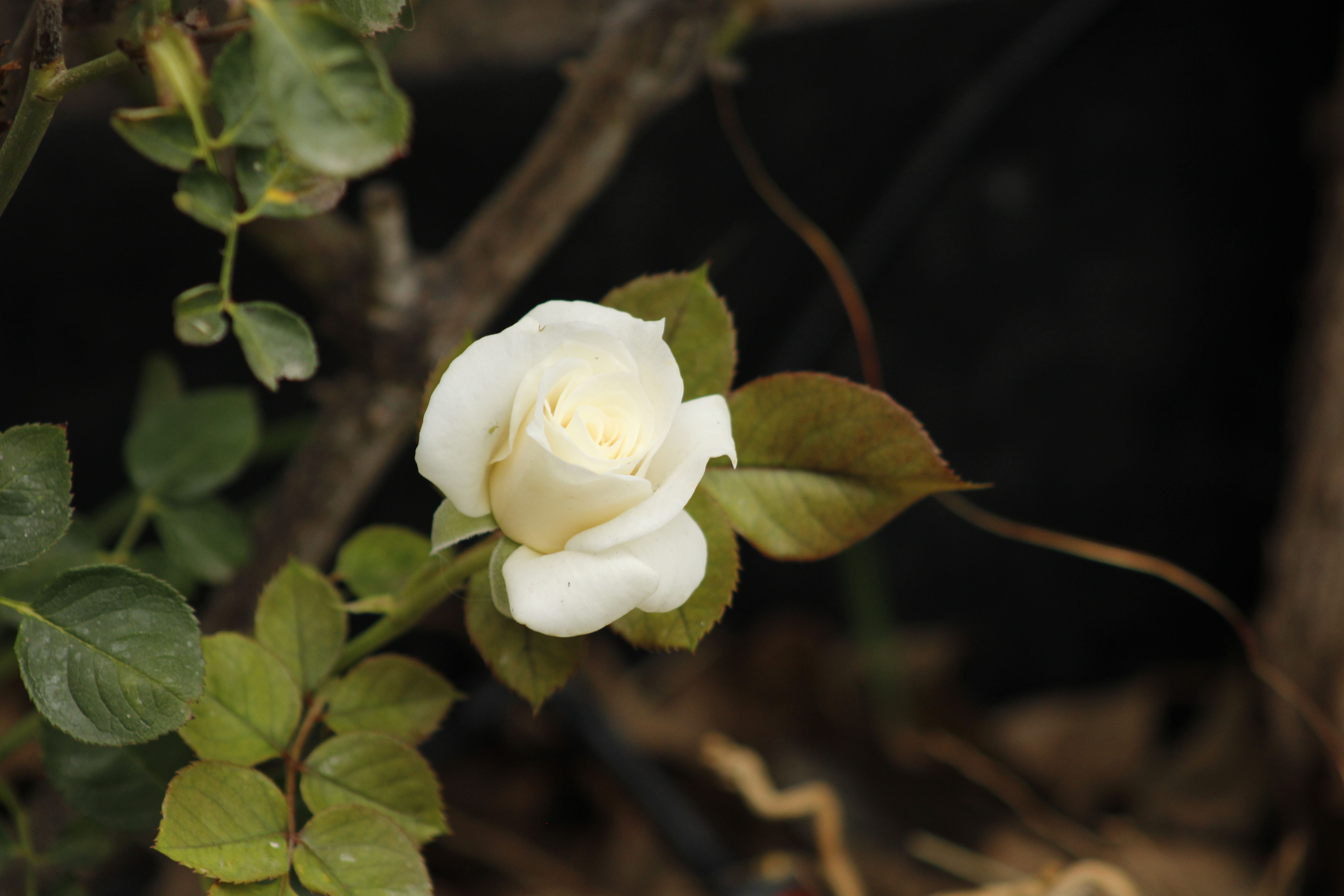 Elegant white rose blooming amidst green leaves in a garden.