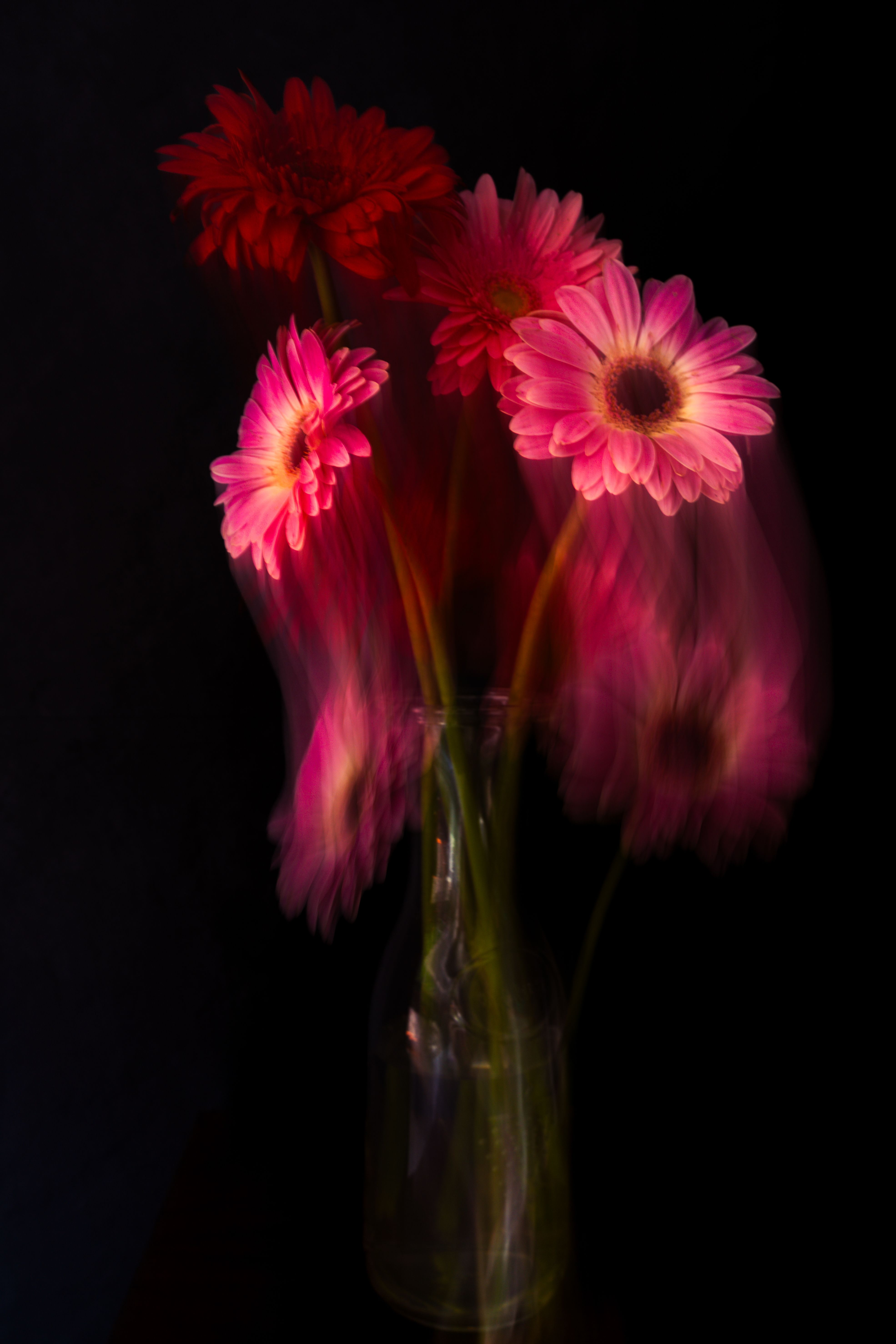 Creative motion blur of pink and red gerbera daisies in a vase against a dark background.