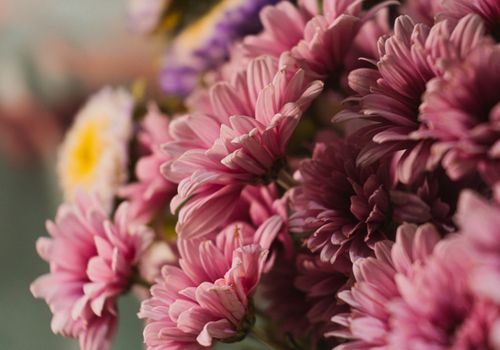 A beautiful artistic close-up of pink chrysanthemum flowers showcasing their delicate petals.