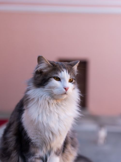 Free Elegant fluffy cat sitting with a blurred background. Perfect for pet-themed projects. Stock Photo