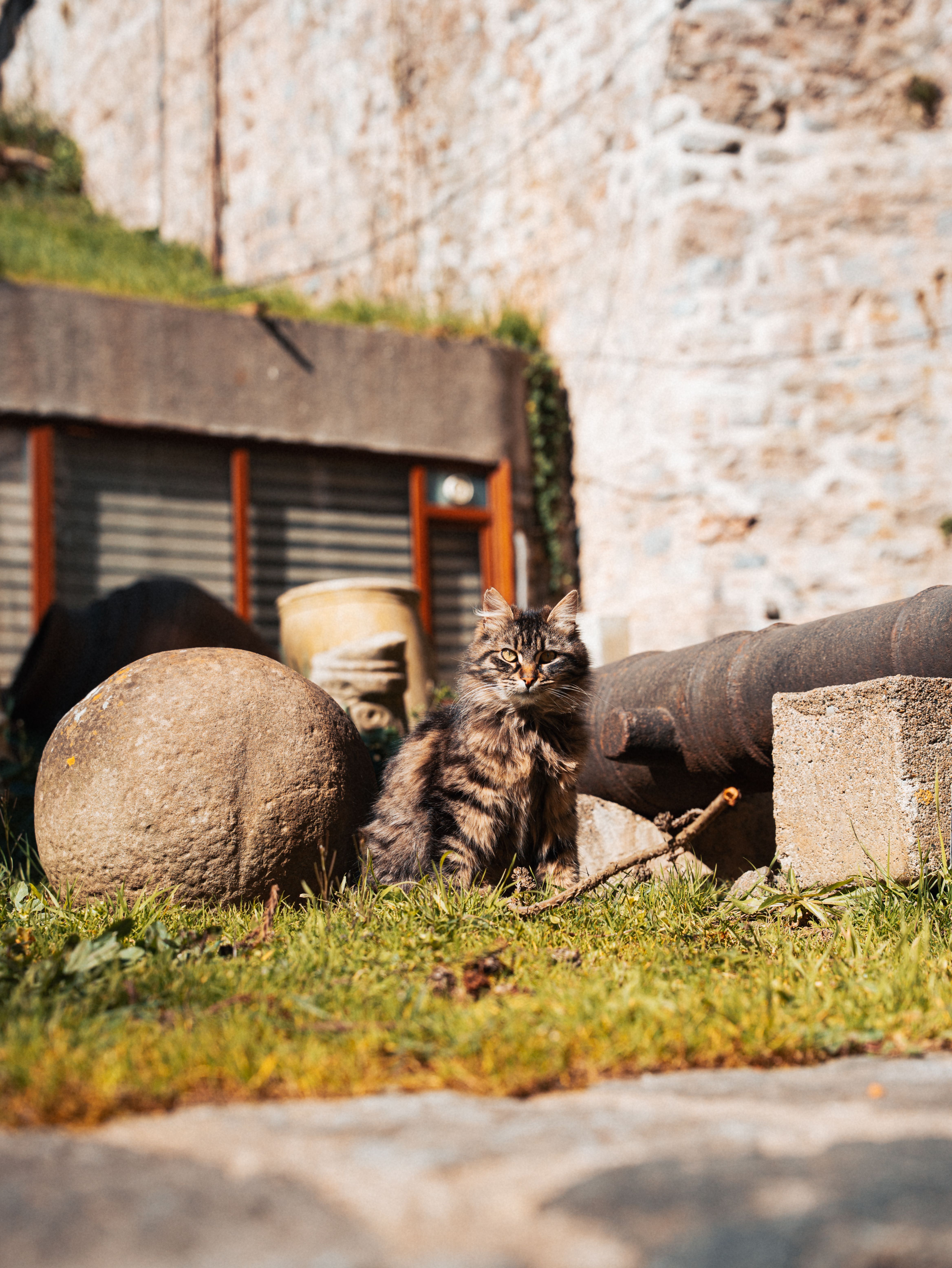 Kanon Katt Photos, Download The BEST Free Kanon Katt Stock Photos & HD ...