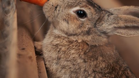 Dientes de conejo: cómo crecen, problemas dentales y cómo prevenirlos