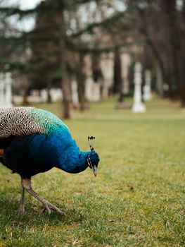 peacock photo