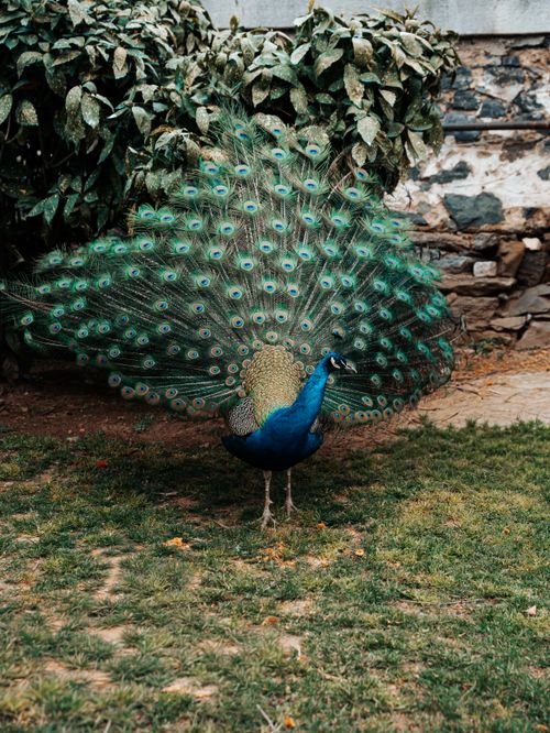 Free Peacock with fanned feathers displayed in a vibrant garden, showcasing its iridescent plumage. Stock Photo