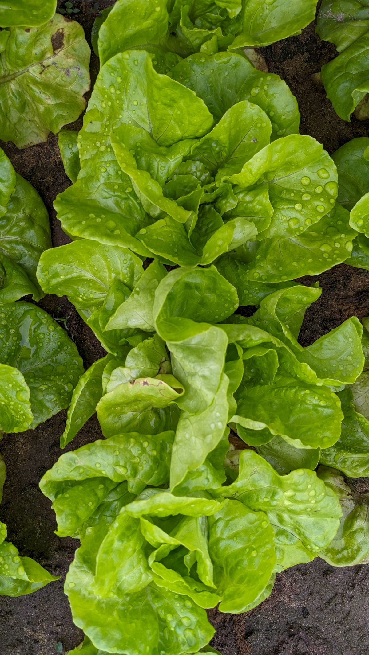 Fresh lettuce growing in a garden in Da Nang