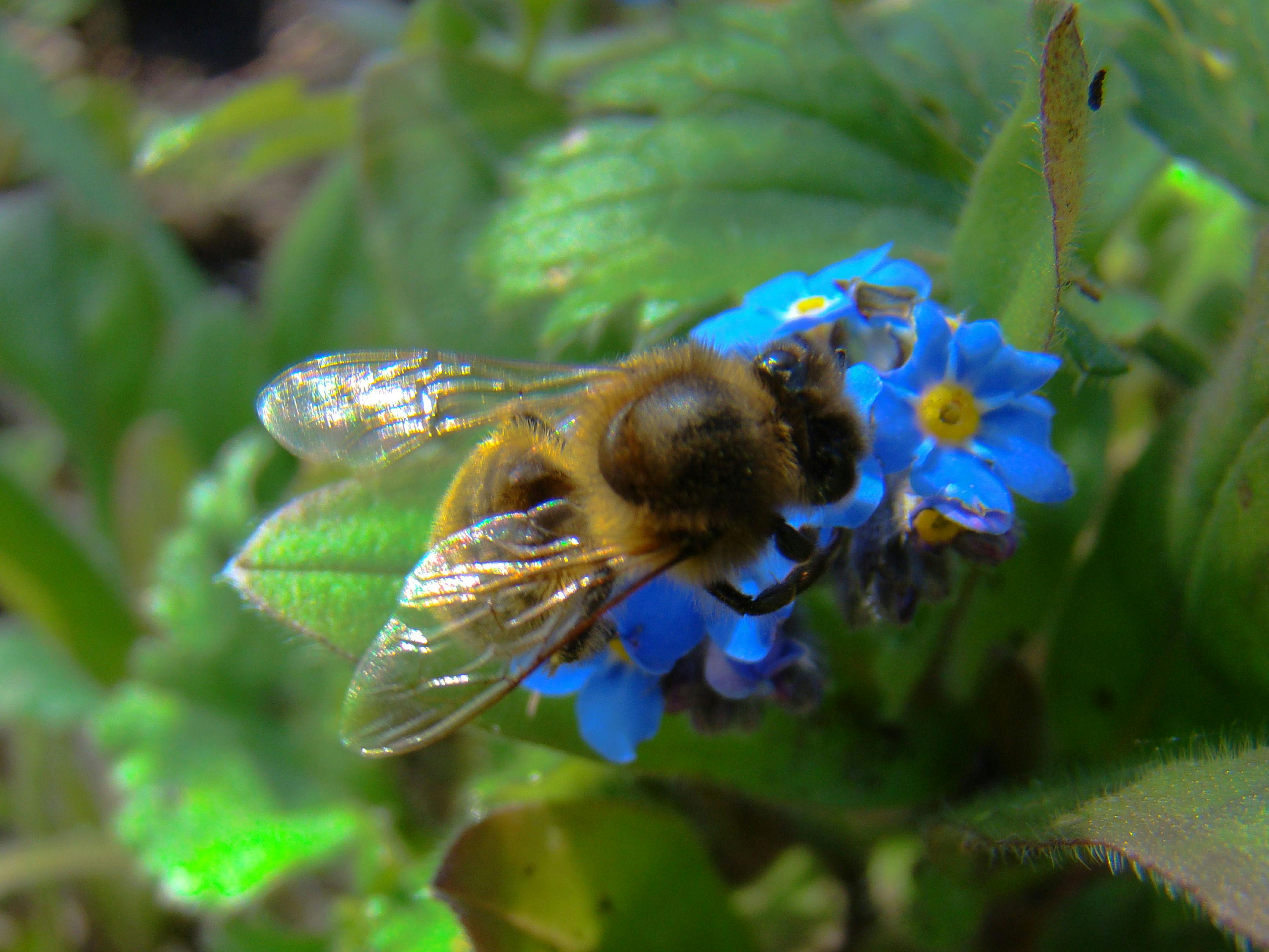 Free stock photo of bee, blue, flower