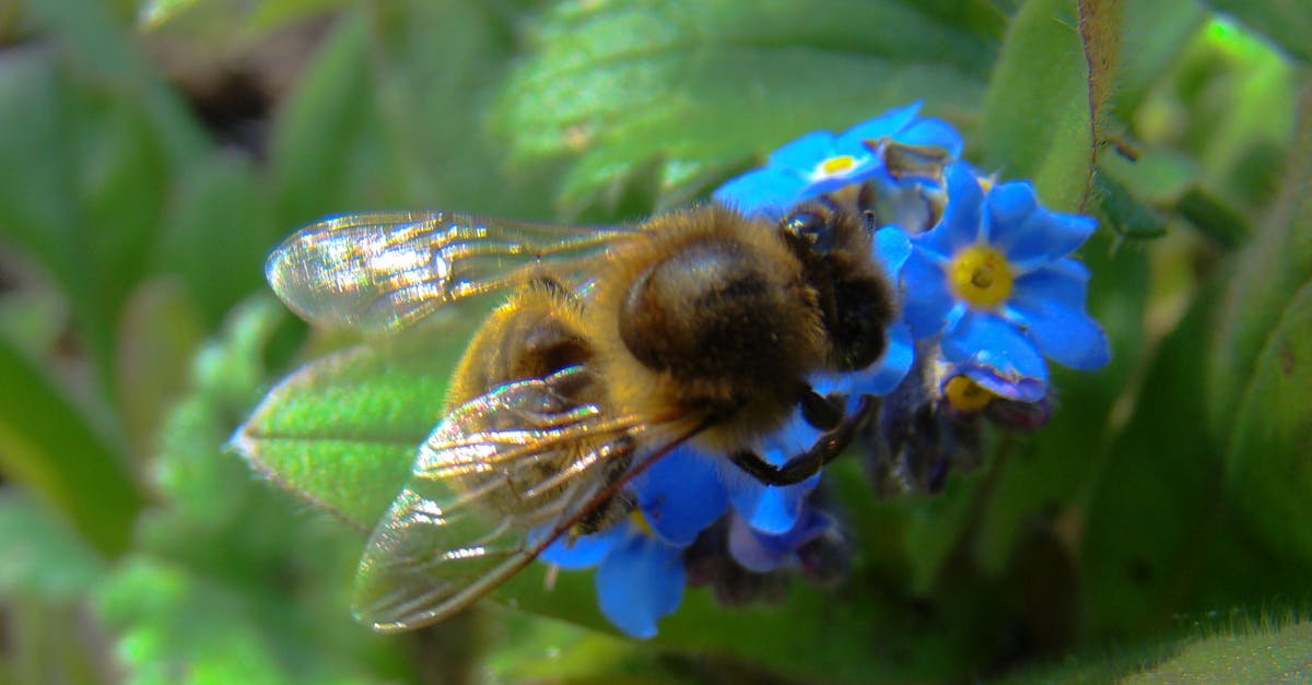 Free stock photo of bee, blue, flower