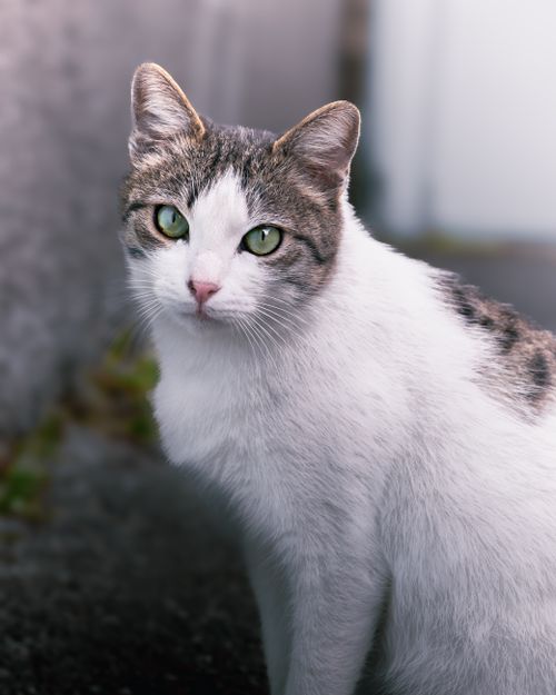 Free Close-up portrait of a white and tabby street cat with striking green eyes, displaying curiosity. Stock Photo