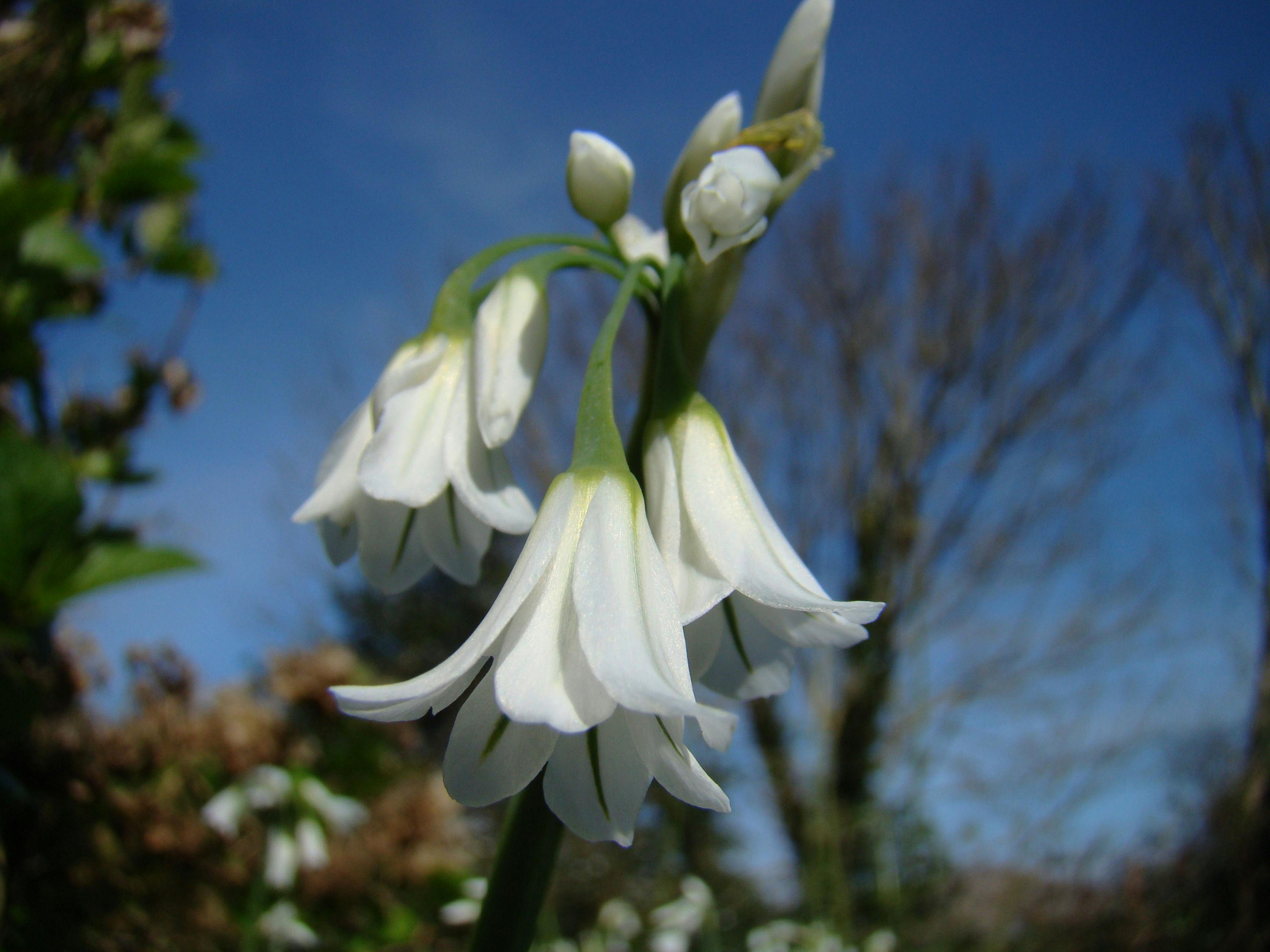 Free stock photo of garlic, white, wild flower