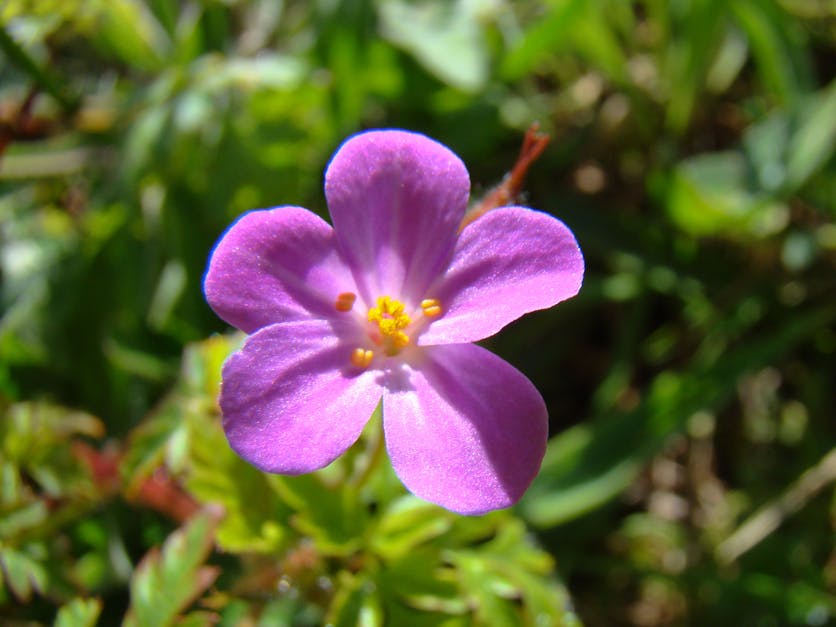 Free stock photo of pink, spring, wild flower
