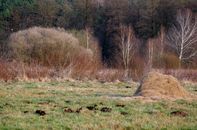 Peaceful rural scene featuring a haystack in an open field with forest backdrop.