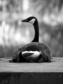 Elegant black and white portrait of a resting Canadian Goose in Atlanta, Georgia.