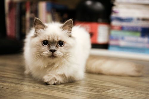 Free Charming fluffy cat with big eyes laying on a wooden floor indoors. Stock Photo