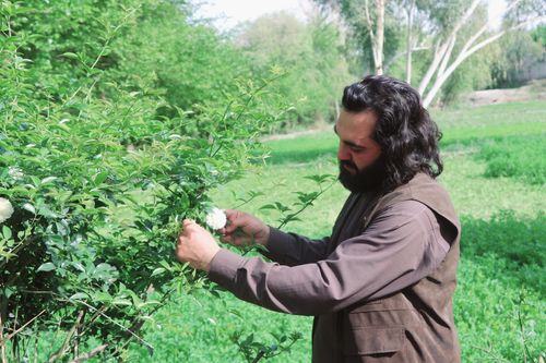 Free A man examines a flowering bush in a green field on a sunny day. Stock Photo