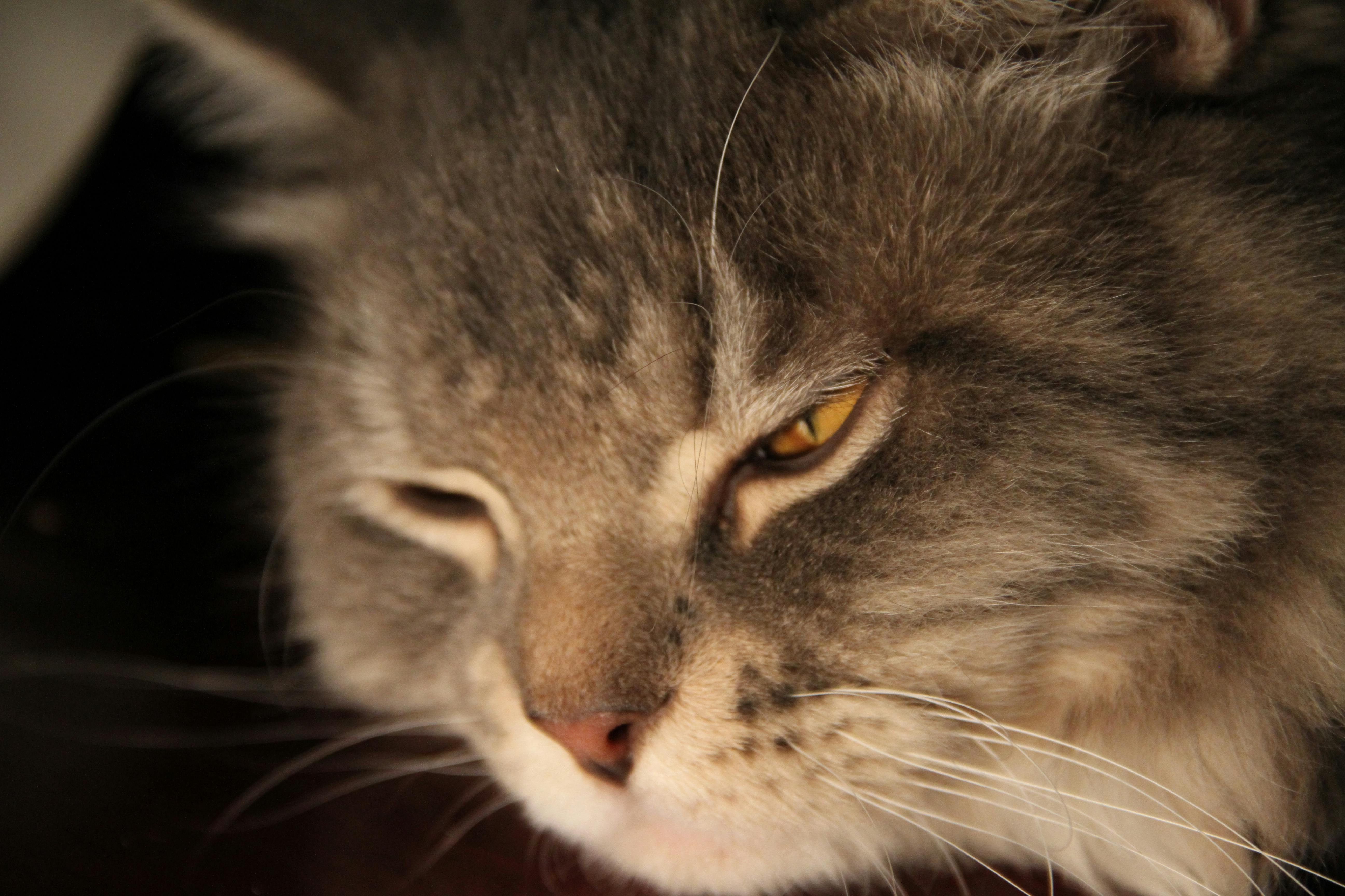 Modul kamera smartphone premium dengan sensor besar dan lensa bersih