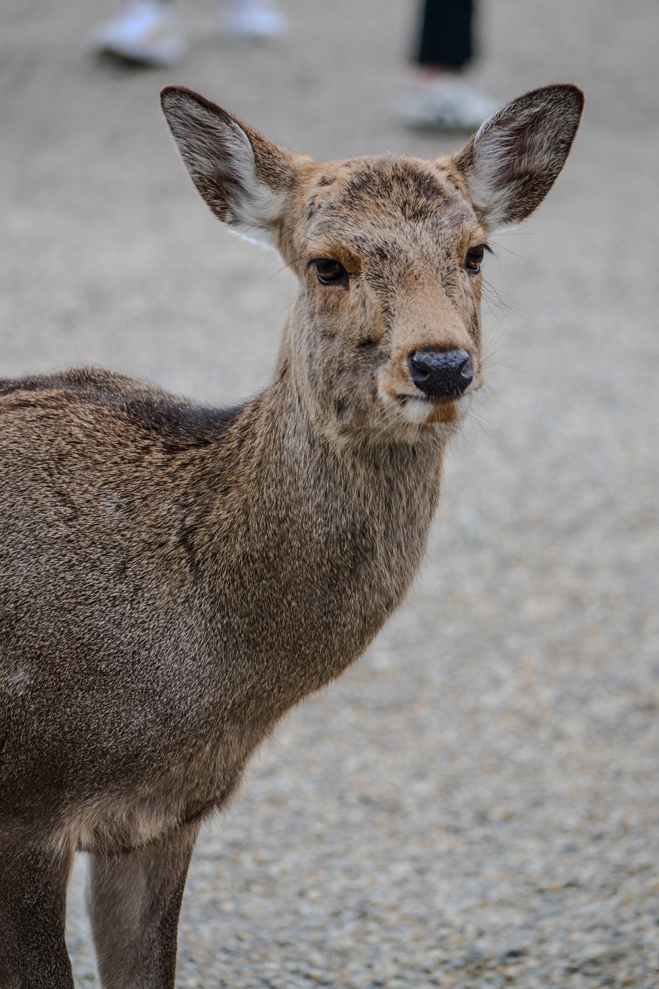 A captivating close-up portrait of a wild deer standing on a gravel path outdoors.