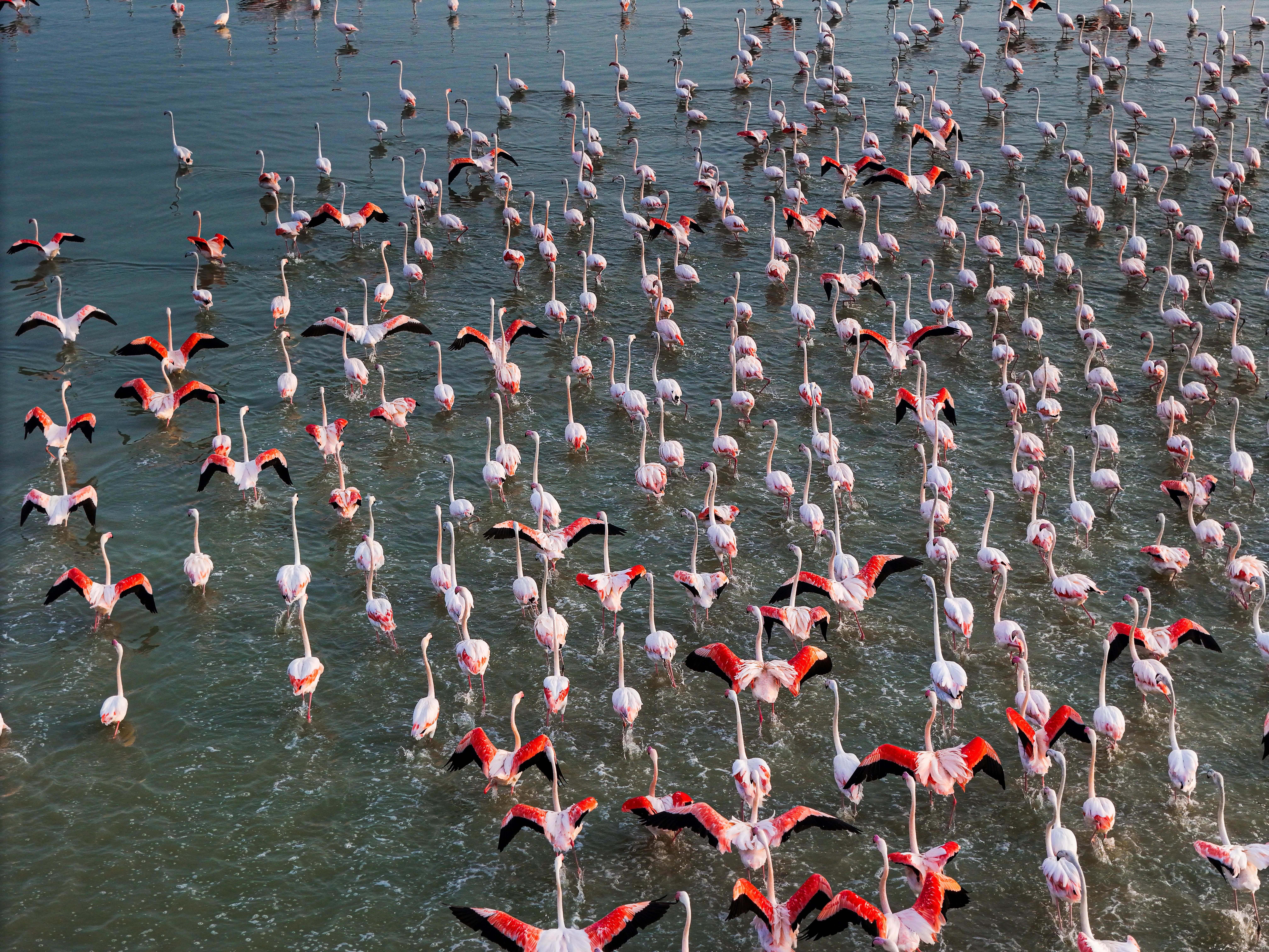 Lake Nakuru Flamingos: Kenya's Pink Lake Safari Complete Guide