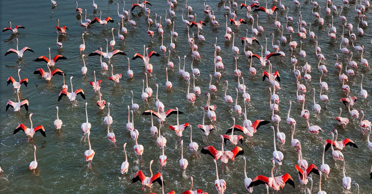 Lake Nakuru Flamingos: Kenya's Pink Lake Safari Complete Guide