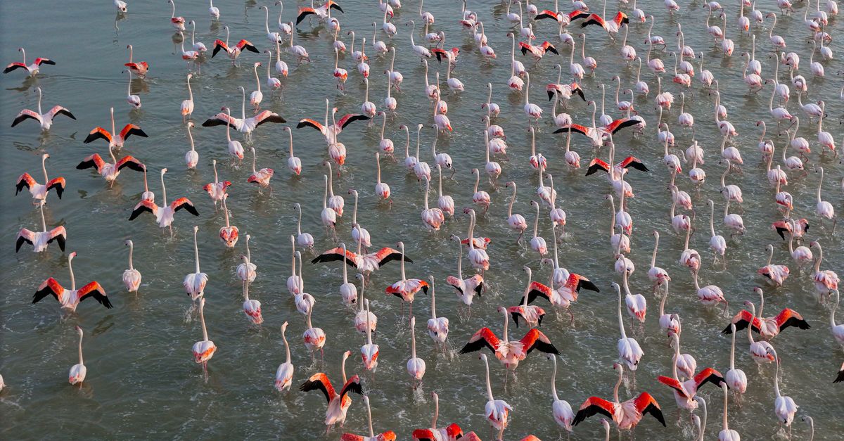 Twijfels over Flamingo's rol bij PSV