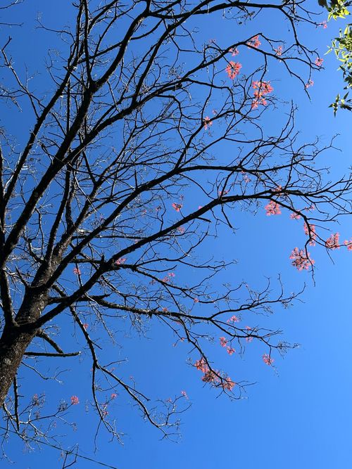Free A tree with bare branches and pink blossoms set against a clear blue sky, signaling spring. Stock Photo