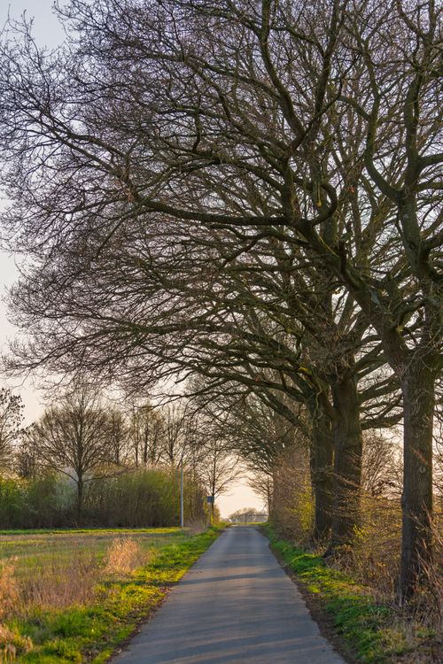 Serene Country Road Lined with Bare Trees in Coesfeld · Free Stock Photo