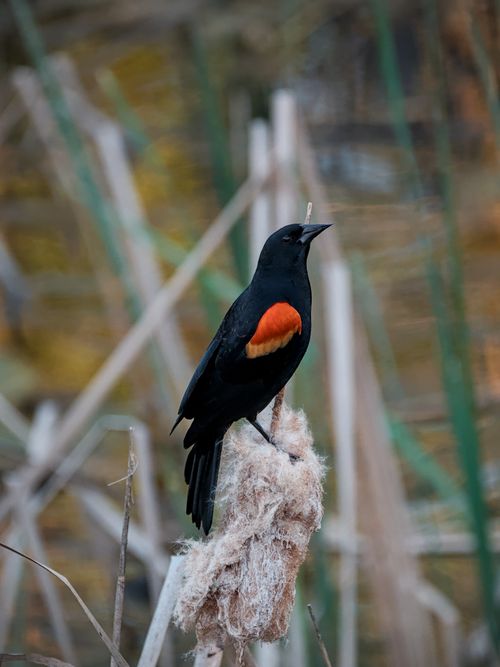 Free A vibrant red-winged blackbird perches elegantly on a reed in an Atlanta wetland, showcasing its striking coloration. Stock Photo