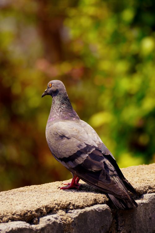 Free Vivid photo of a pigeon perched outdoors with a blurred green background. Stock Photo