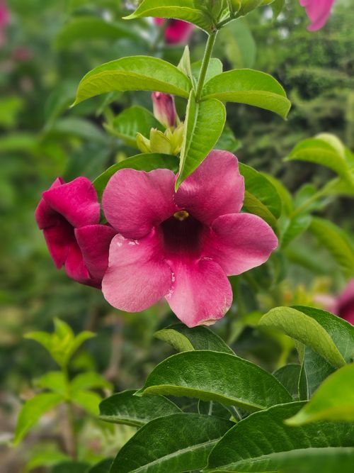 Free Vibrant pink Allamanda blooms in focus, surrounded by lush green leaves in a garden setting. Stock Photo