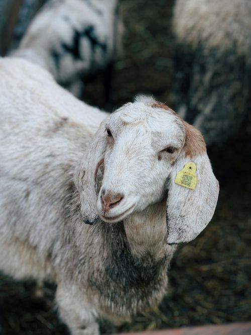 Free A close-up photo of a domestic goat featuring an ear tag, against a farm backdrop. Stock Photo