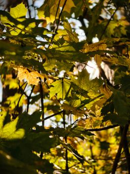 A close-up of vibrant green and yellow maple leaves with sunlight filtering through, captured in an autumn forest.