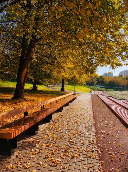 Free Serene autumn park scene with benches under golden-leaved trees and a paved walkway. Stock Photo