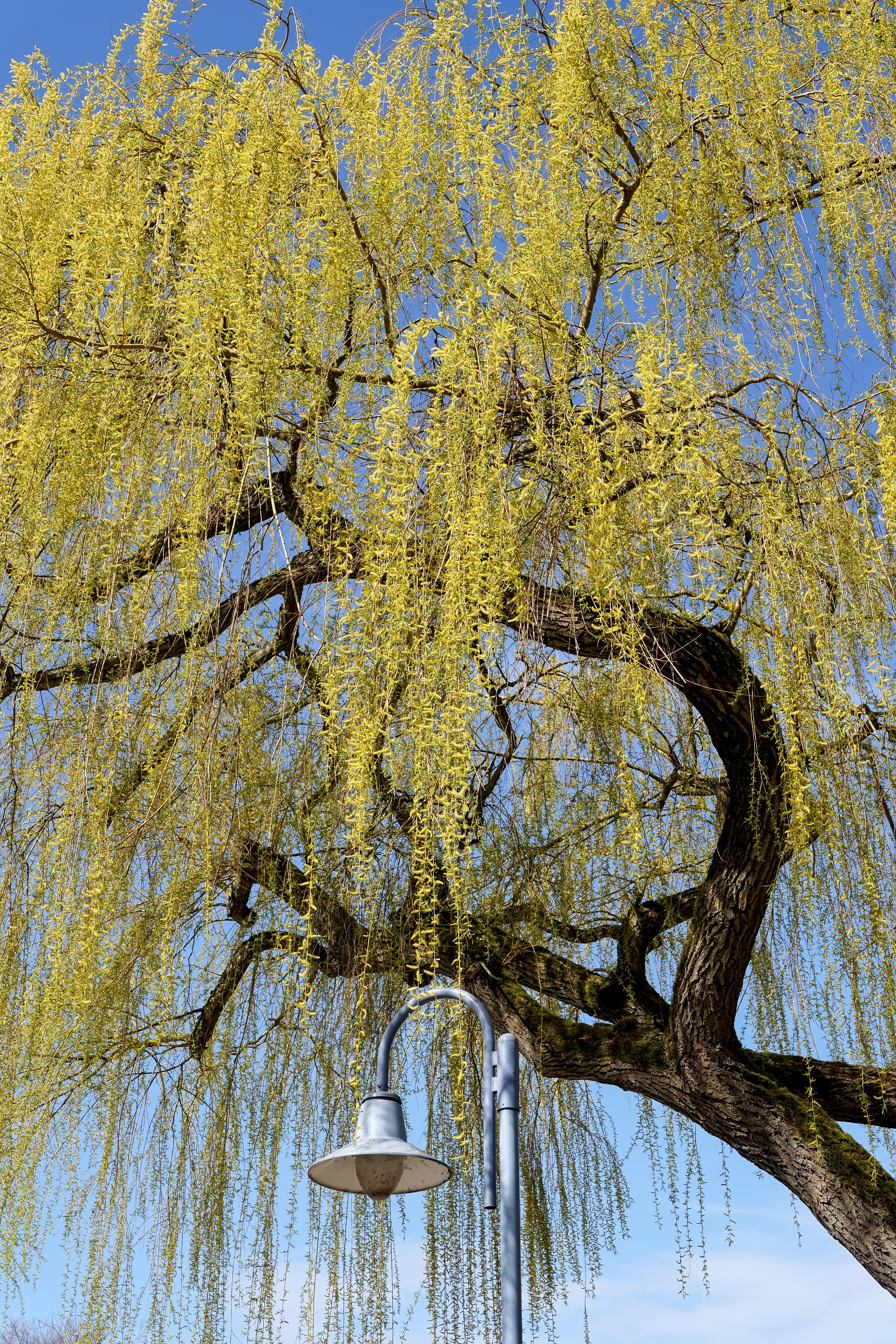 Weeping Willow Tree in Geesthacht during Spring · Free Stock Photo