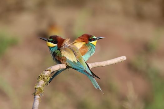 Two colorful European Bee-eaters perched on a branch in natural habitat., free online jigsaw puzzle on JigsawPuzzlesFreeOnline.org
