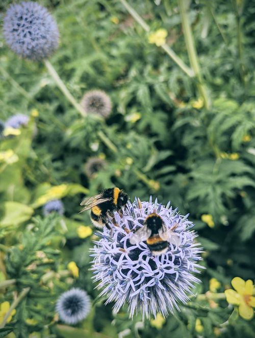 Free Two bumblebees pollinate a vibrant purple globe thistle in a lush garden setting. Stock Photo