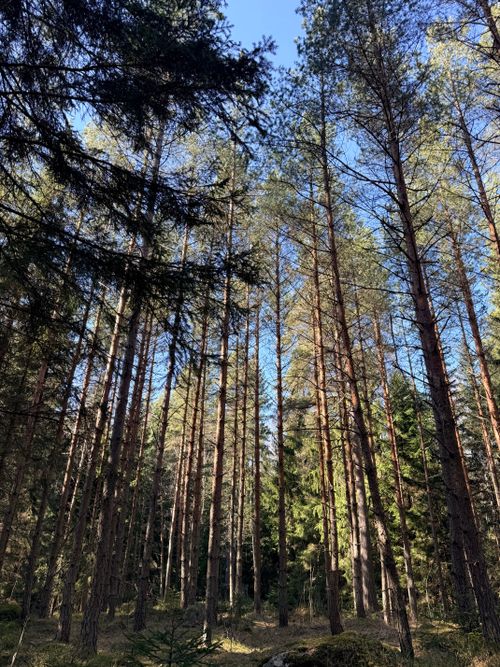 Free Tall pine trees reaching for the sky in a serene forest in Vantaa, Finland. Stock Photo