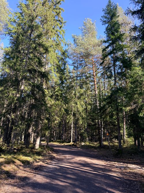 Free A peaceful forest path in Vantaa, Uusimaa, with tall trees under a clear blue sky. Stock Photo