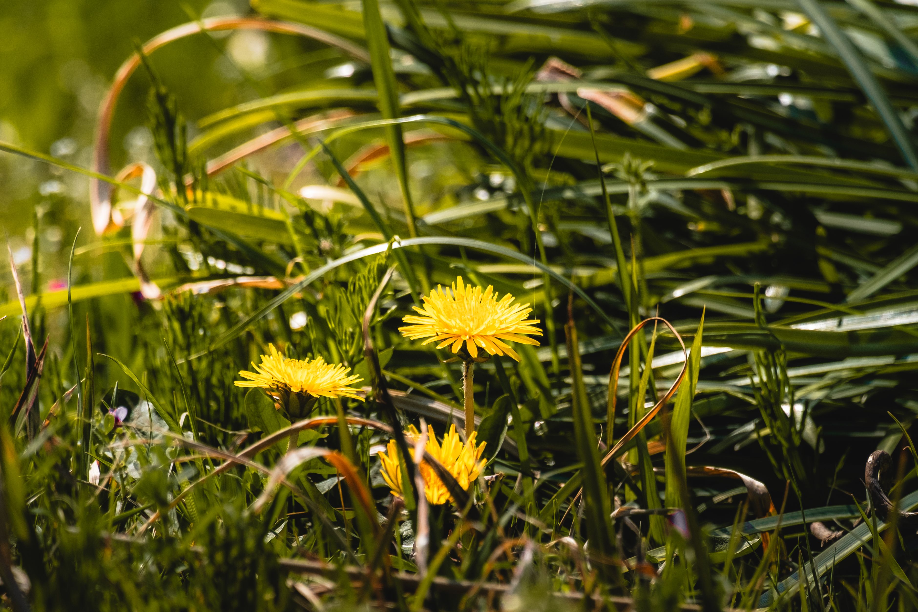 Weeds growing throughout a residential lawn