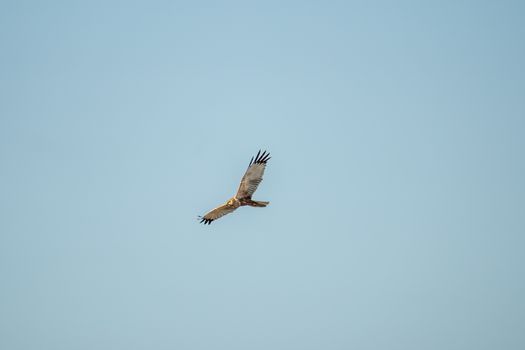 eagle photo