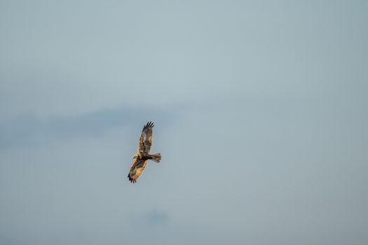 eagle photo