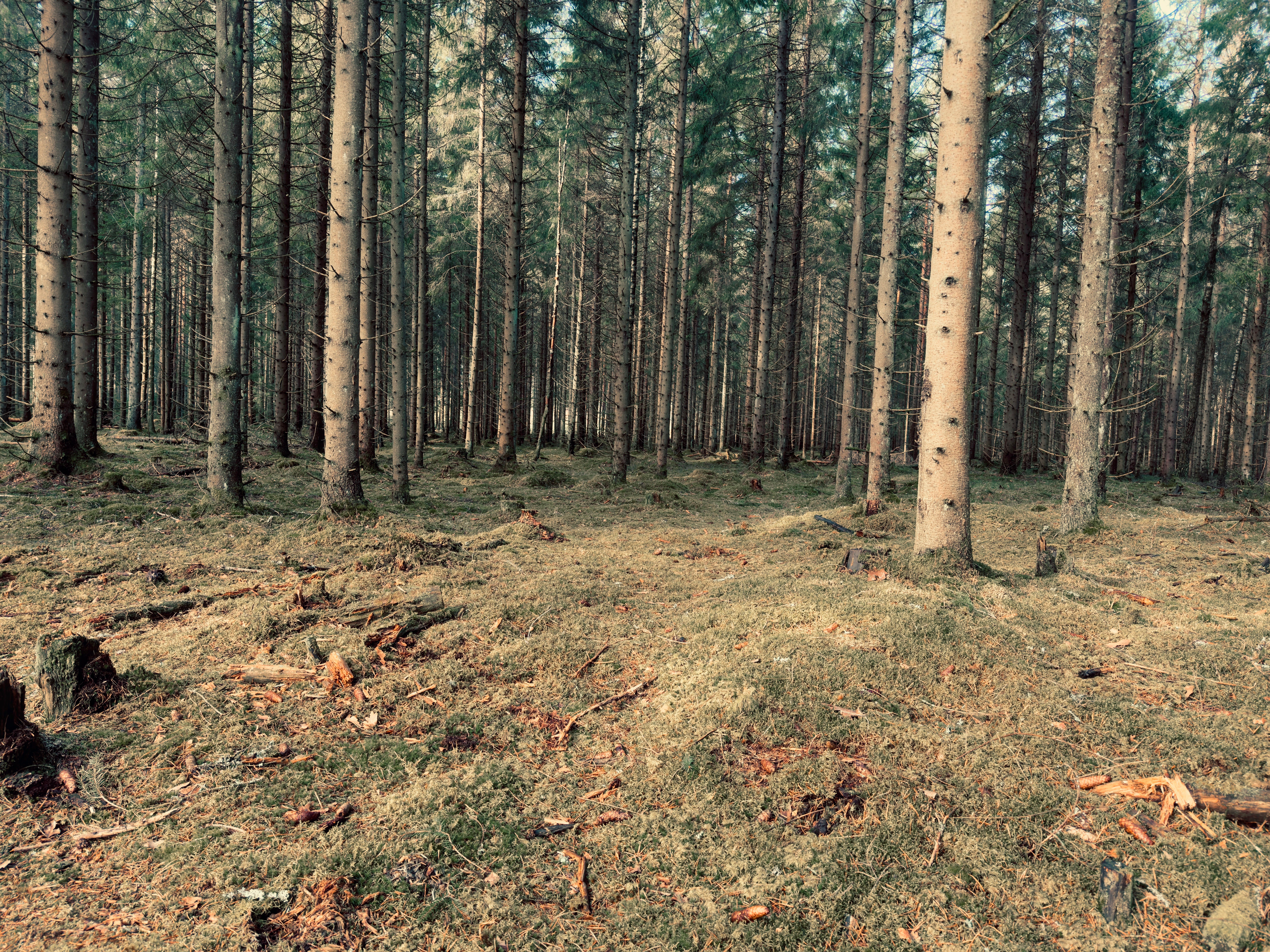Forêt autour de Moi : Top 10 des Plus Proches