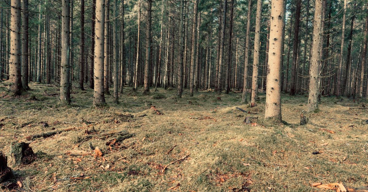 Forêt autour de Moi : Top 10 des Plus Proches