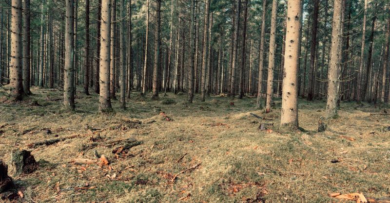 Forêt autour de Moi : Top 10 des Plus Proches