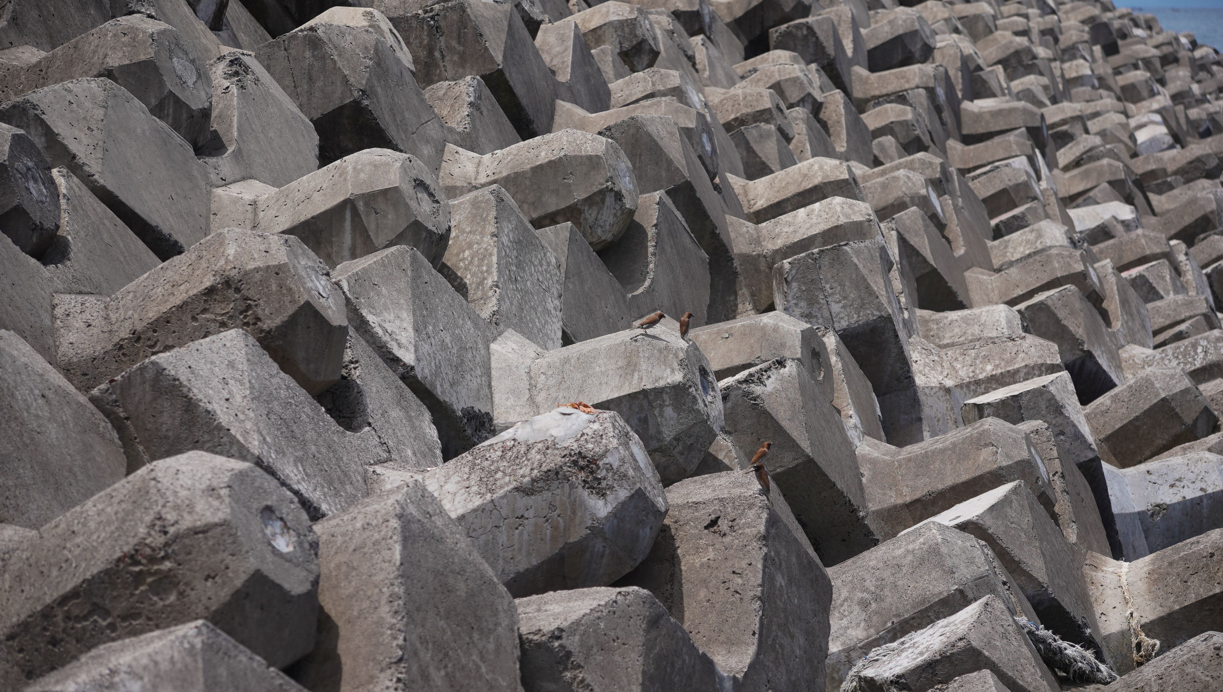 Close-up view of concrete tetrapods used as coastal barriers with birds perched on them.