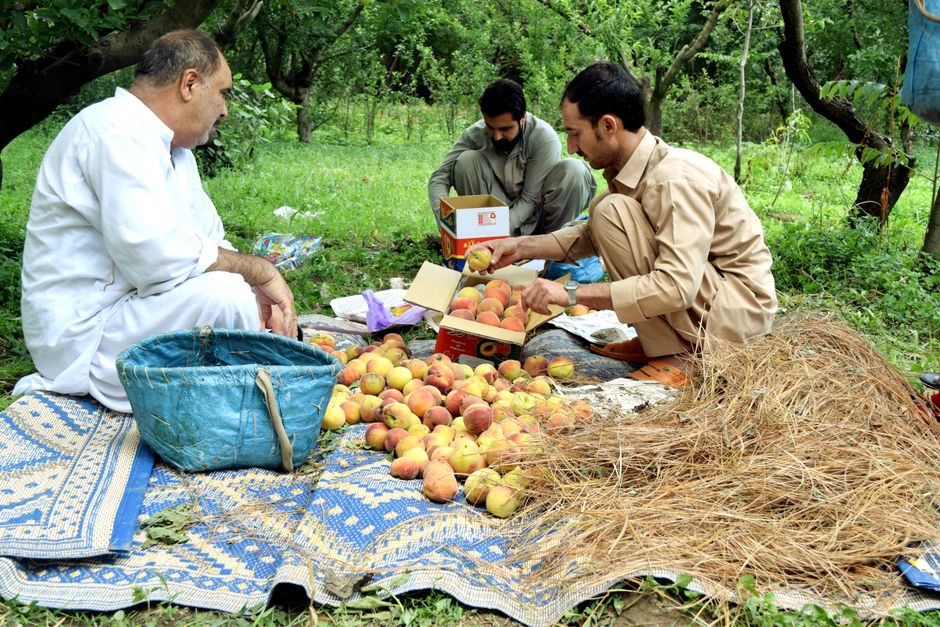 Men sorting fresh peaches outdoors in Gwalerai, Khyber Pakhtunkhwa, Pakistan orchard.