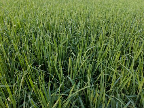 Free Close-up view of a vibrant green rice paddy field in early growth stage. Stock Photo