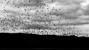 Flock of birds over an overcast ridge — Yaroslav Demidov on Pexels