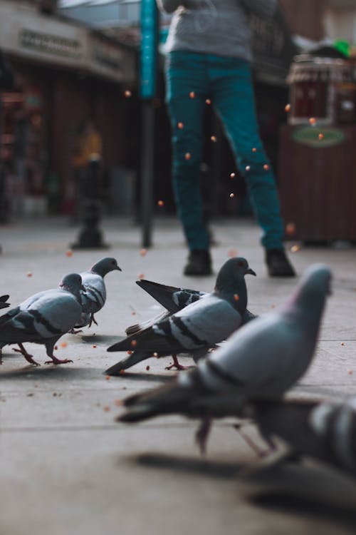 Free Photo Of Pigeons Perched on Concrete Pavement Stock Photo